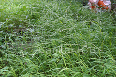 Cynoglossum zeylanicum